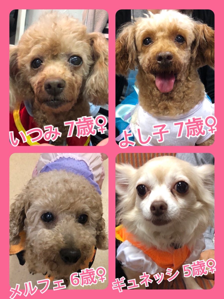 🐾今日の里親様募集中ワンコ🐶メンバーです🐾2019,10,22